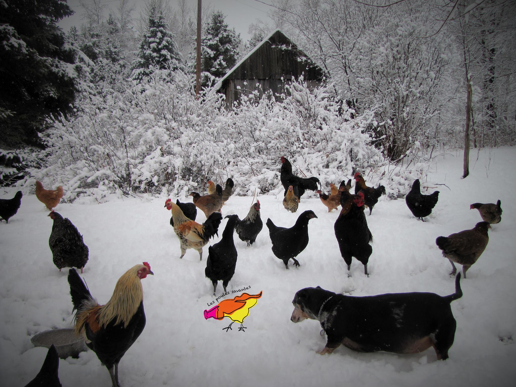 Les poules et la neige…